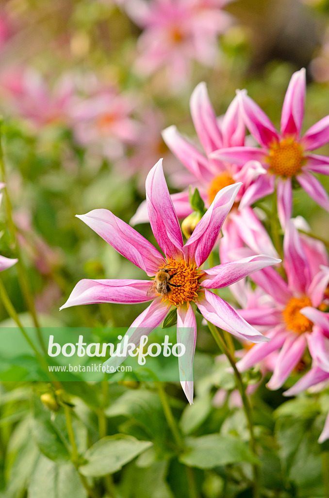 525162 - Orchid dahlia (Dahlia Grape Expectations) and bumble bee (Bombus)