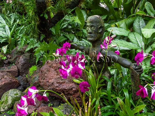 411190 - Orchid garden with sculpture, National Orchid Garden, Singapore