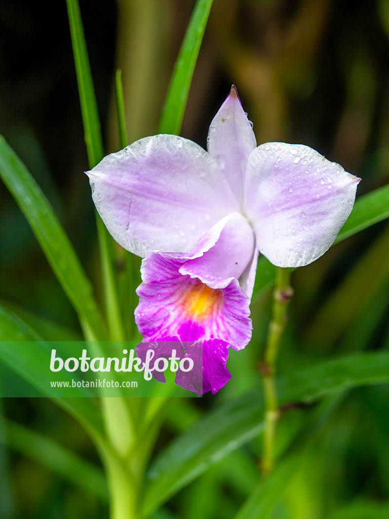 434409 - Orchidée bambou (Arundina graminifolia)