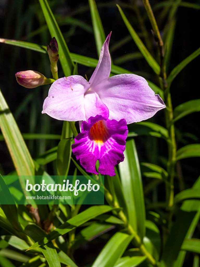 434422 - Orchidée bambou (Arundina graminifolia)