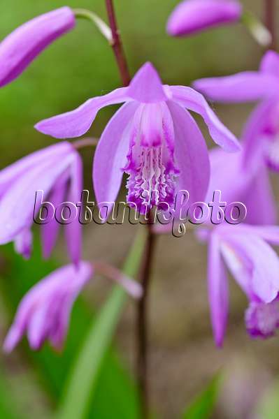 472415 - Orchidée jacinthe (Bletilla striata)