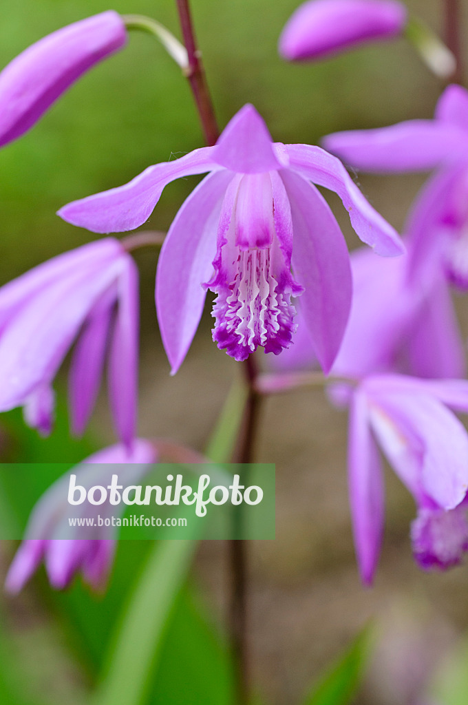 472415 - Orchidée jacinthe (Bletilla striata)