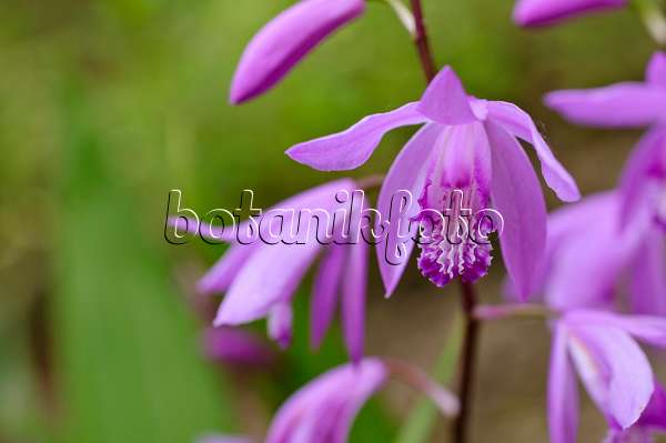 472416 - Orchidée jacinthe (Bletilla striata)