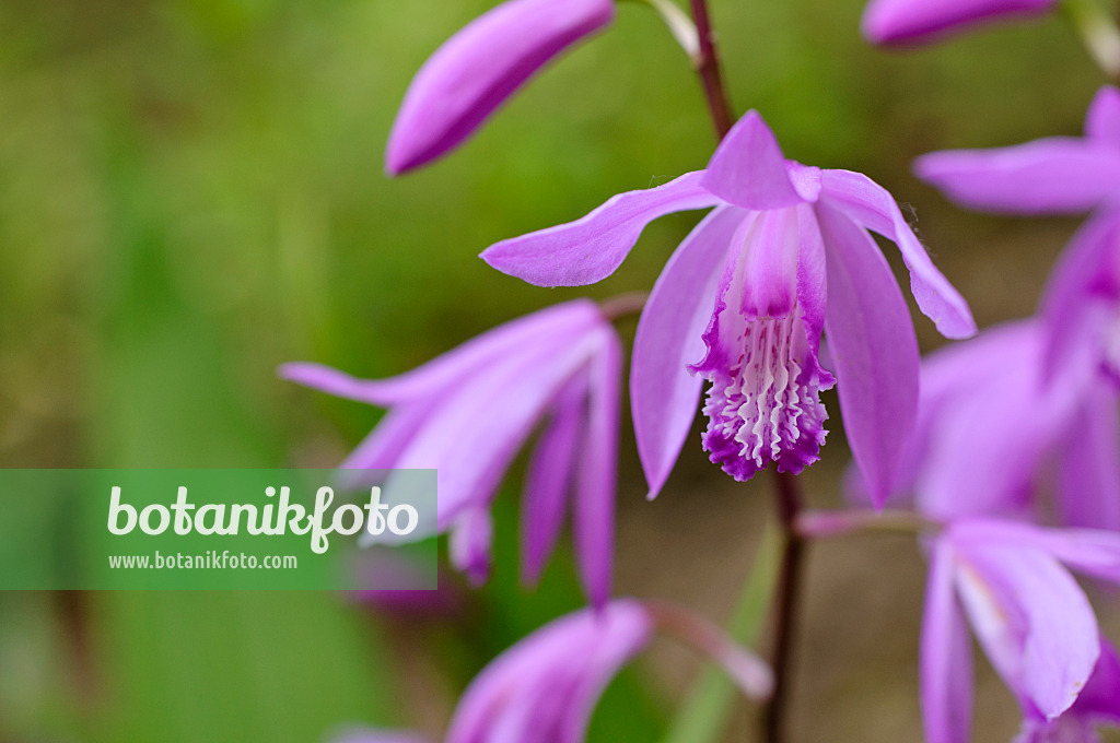 472416 - Orchidée jacinthe (Bletilla striata)