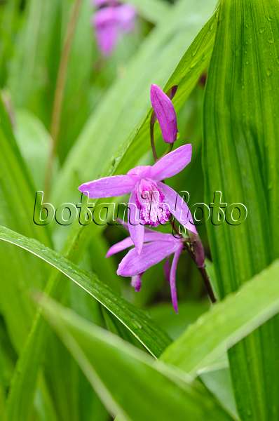 508562 - Orchidée jacinthe (Bletilla striata)