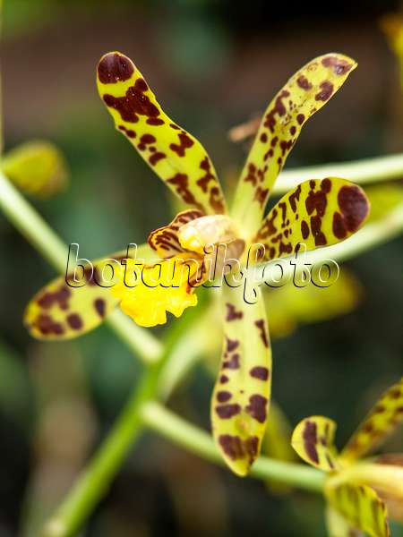 437378 - Orchidée léopard (Ansellia africana)