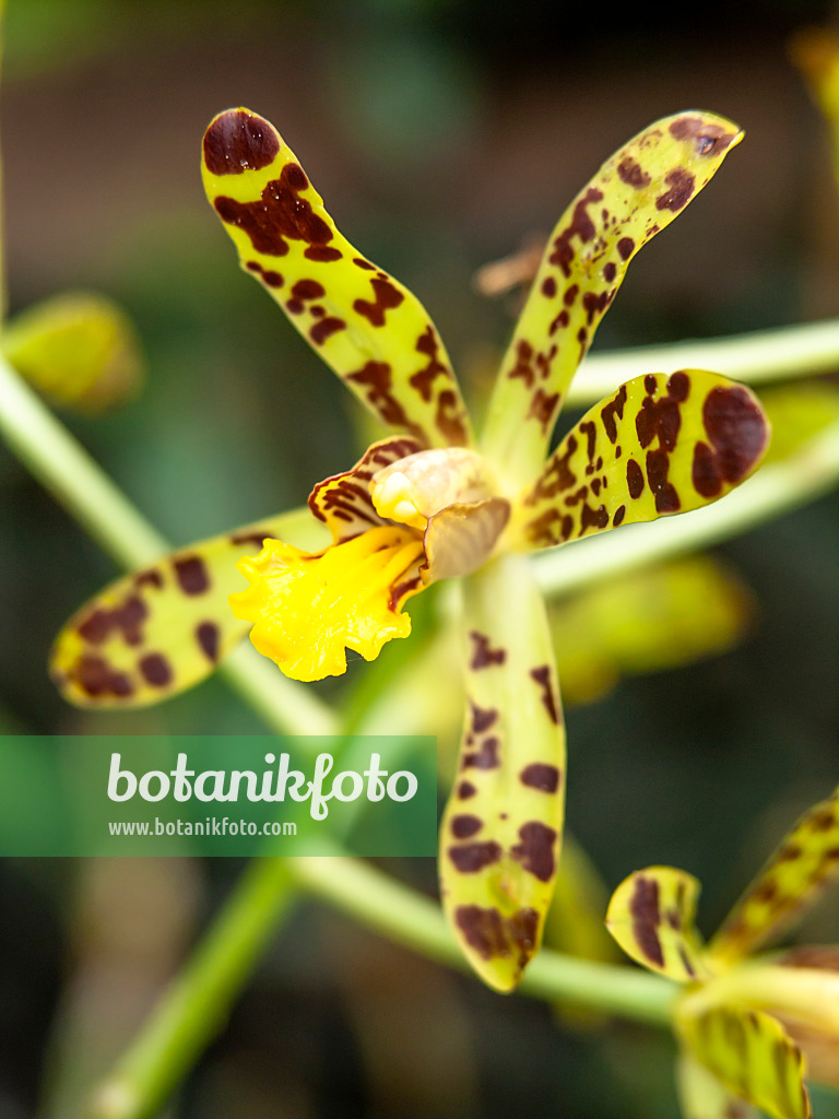 437378 - Orchidée léopard (Ansellia africana)