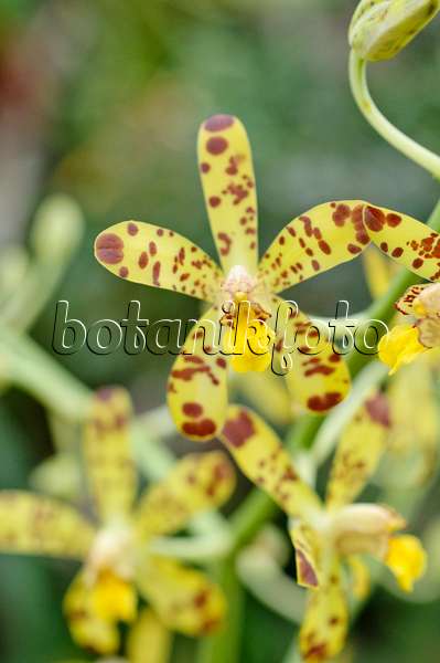 469019 - Orchidée léopard (Ansellia africana)