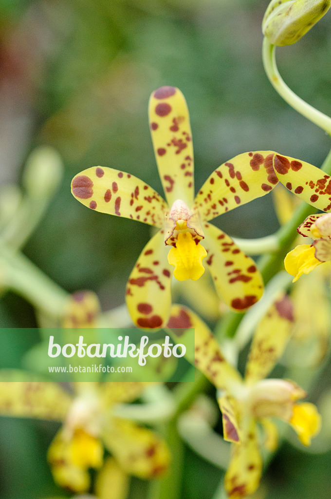 469019 - Orchidée léopard (Ansellia africana)