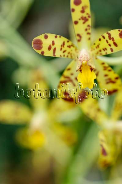 469020 - Orchidée léopard (Ansellia africana)