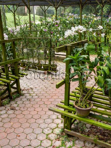 411119 - Orchidées dans des pots sur des supports en bois, Sentosa Orchid Garden, Singapour