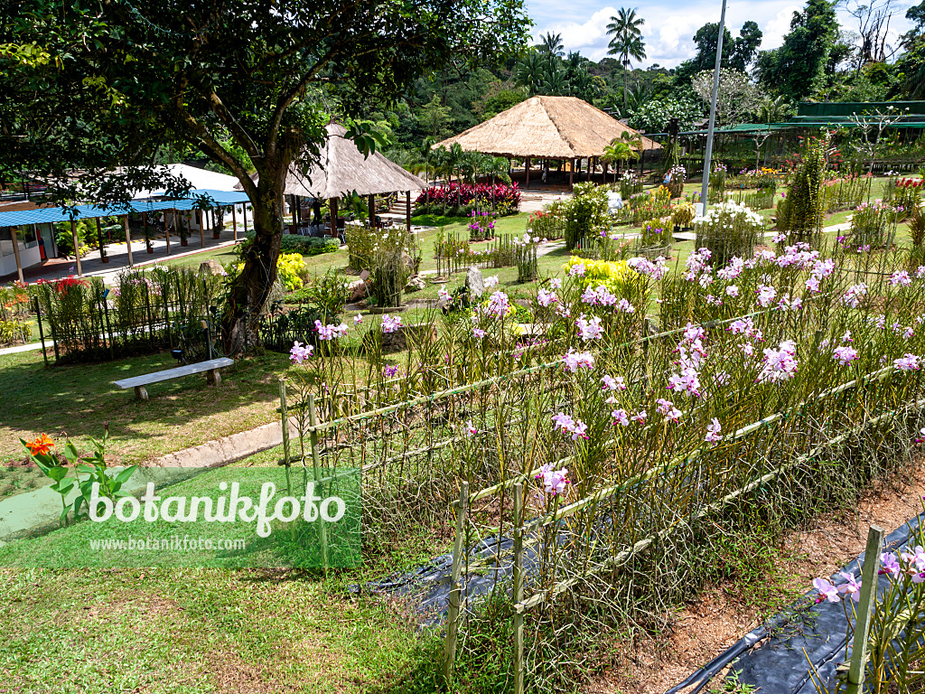 434125 - Orchids between trellises, Mandai Orchid Garden, Singapore