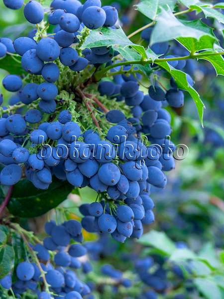 439397 - Oregon grape (Mahonia aquifolium)