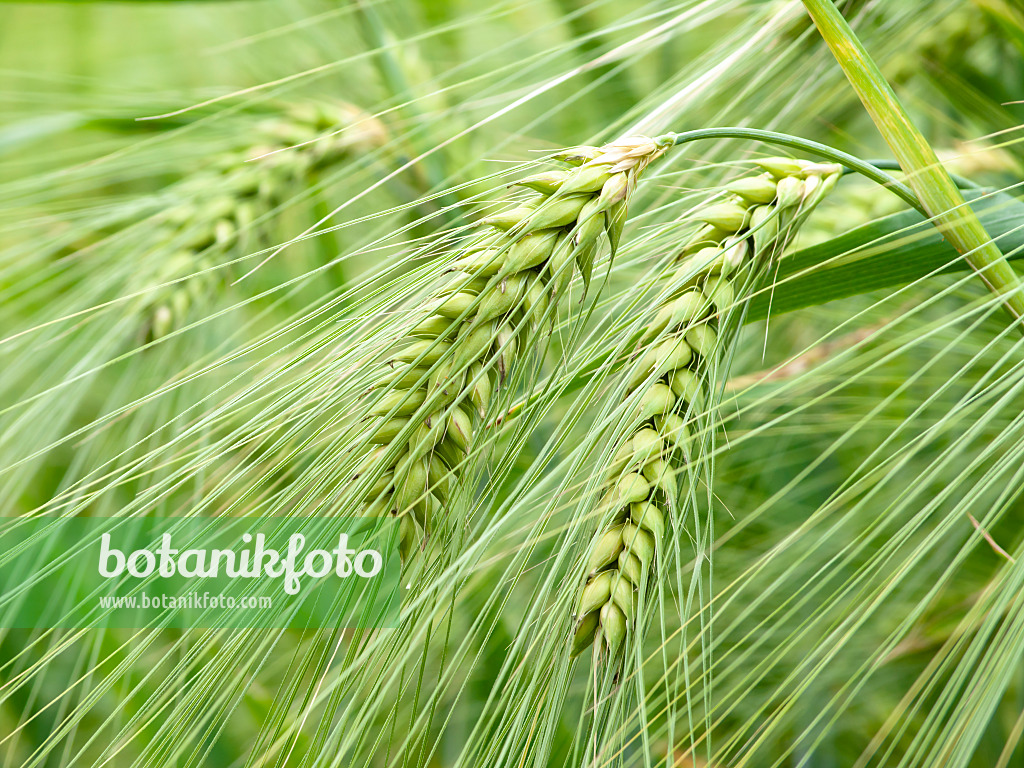 427067 - Orge commune (Hordeum vulgare)