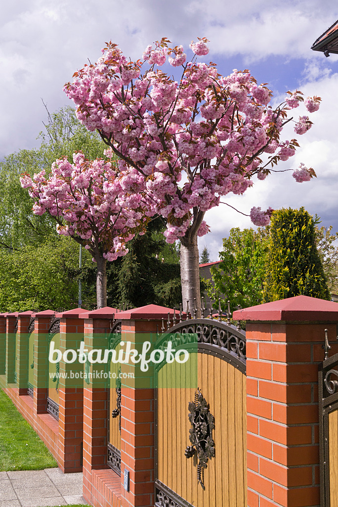 570033 - Oriental cherry (Prunus serrulata)