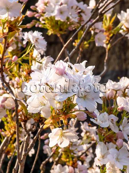 459043 - Oriental cherry (Prunus serrulata 'Amanogawa')