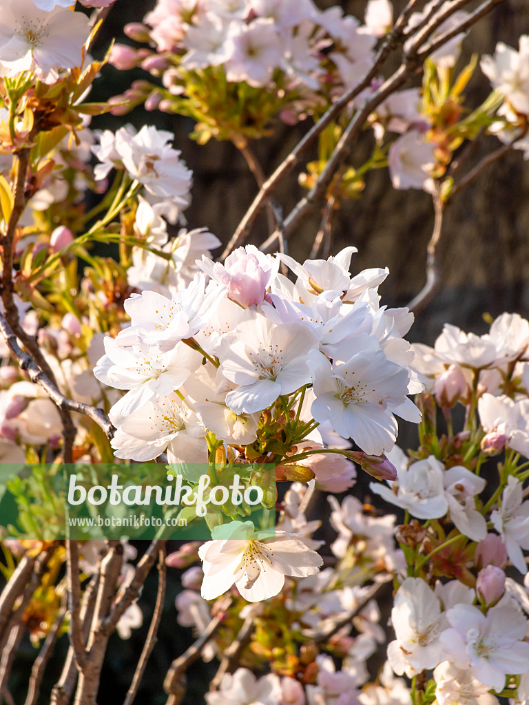 459043 - Oriental cherry (Prunus serrulata 'Amanogawa')