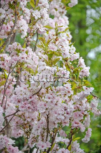 517214 - Oriental cherry (Prunus serrulata 'Amanogawa')
