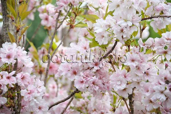 517215 - Oriental cherry (Prunus serrulata 'Amanogawa')