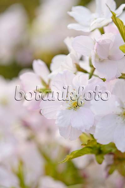 531073 - Oriental cherry (Prunus serrulata 'Amanogawa')