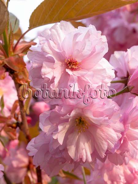 437191 - Oriental cherry (Prunus serrulata 'Kanzan')