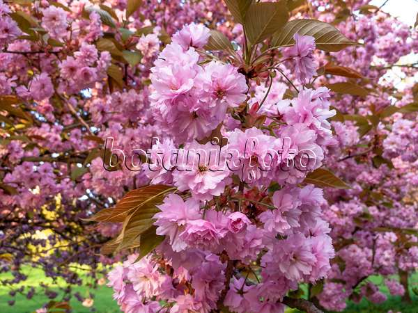 448024 - Oriental cherry (Prunus serrulata 'Kanzan')