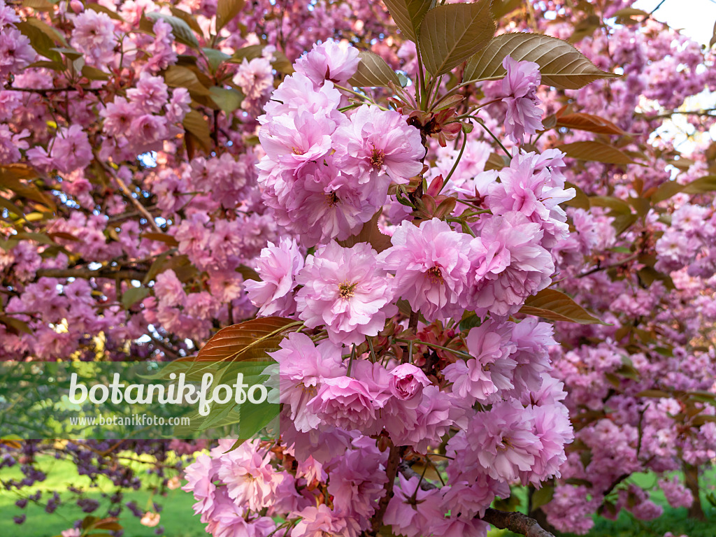 448024 - Oriental cherry (Prunus serrulata 'Kanzan')