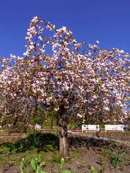 459022 - Oriental cherry (Prunus serrulata 'Kanzan')