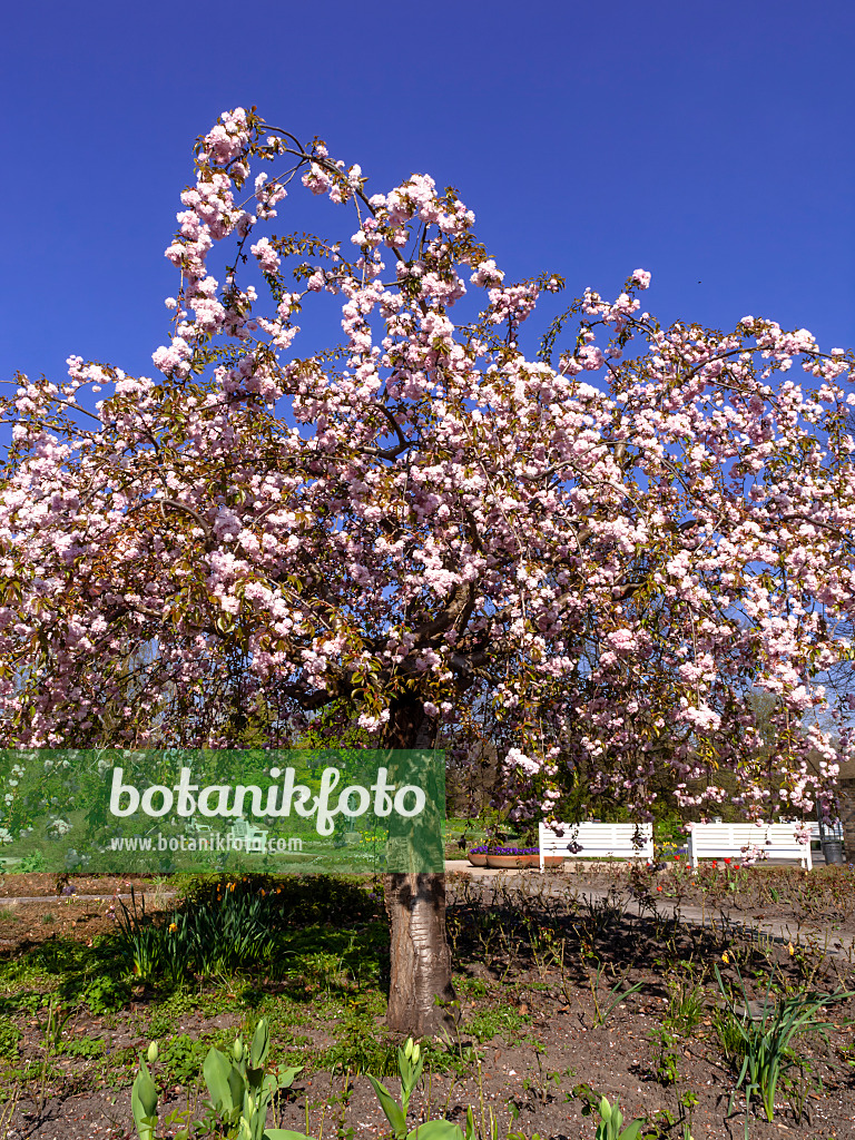 459022 - Oriental cherry (Prunus serrulata 'Kanzan')