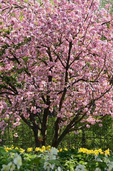 495220 - Oriental cherry (Prunus serrulata 'Kanzan') and daffodils (Narcissus)