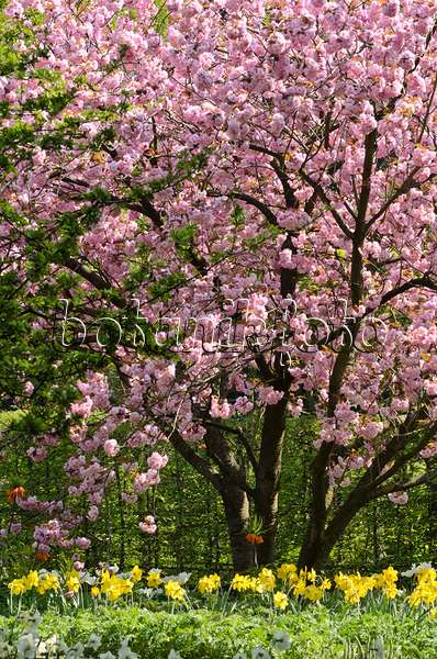 495221 - Oriental cherry (Prunus serrulata 'Kanzan') and daffodils (Narcissus)