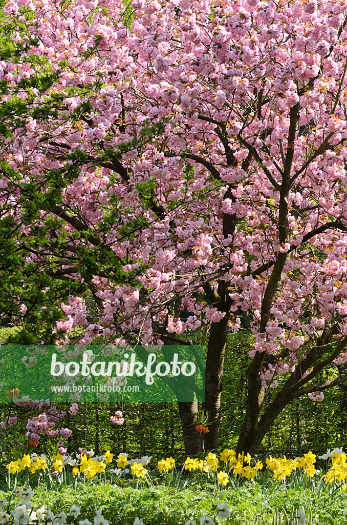 495221 - Oriental cherry (Prunus serrulata 'Kanzan') and daffodils (Narcissus)