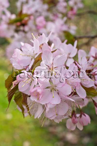 555109 - Oriental cherry (Prunus serrulata 'Kanzan')