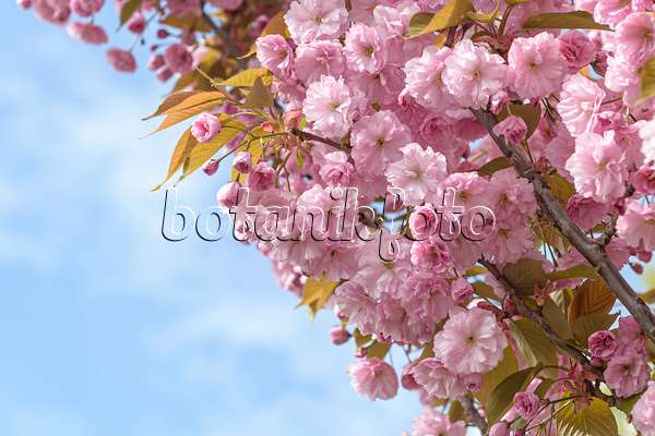 607184 - Oriental cherry (Prunus serrulata 'Kanzan')