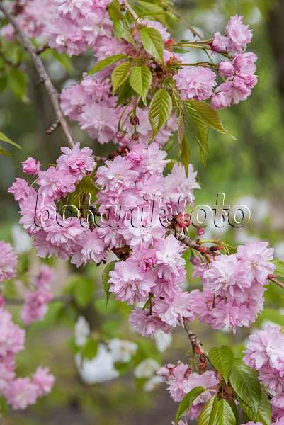 635141 - Oriental cherry (Prunus serrulata 'Kiku-shidare-zakura')