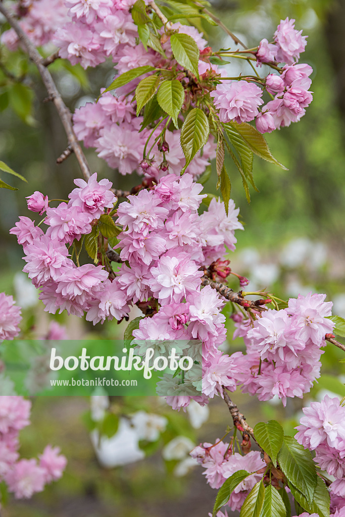 635141 - Oriental cherry (Prunus serrulata 'Kiku-shidare-zakura')