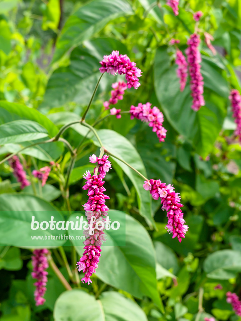 441018 - Oriental knotweed (Persicaria orientalis syn. Polygonum orientale)