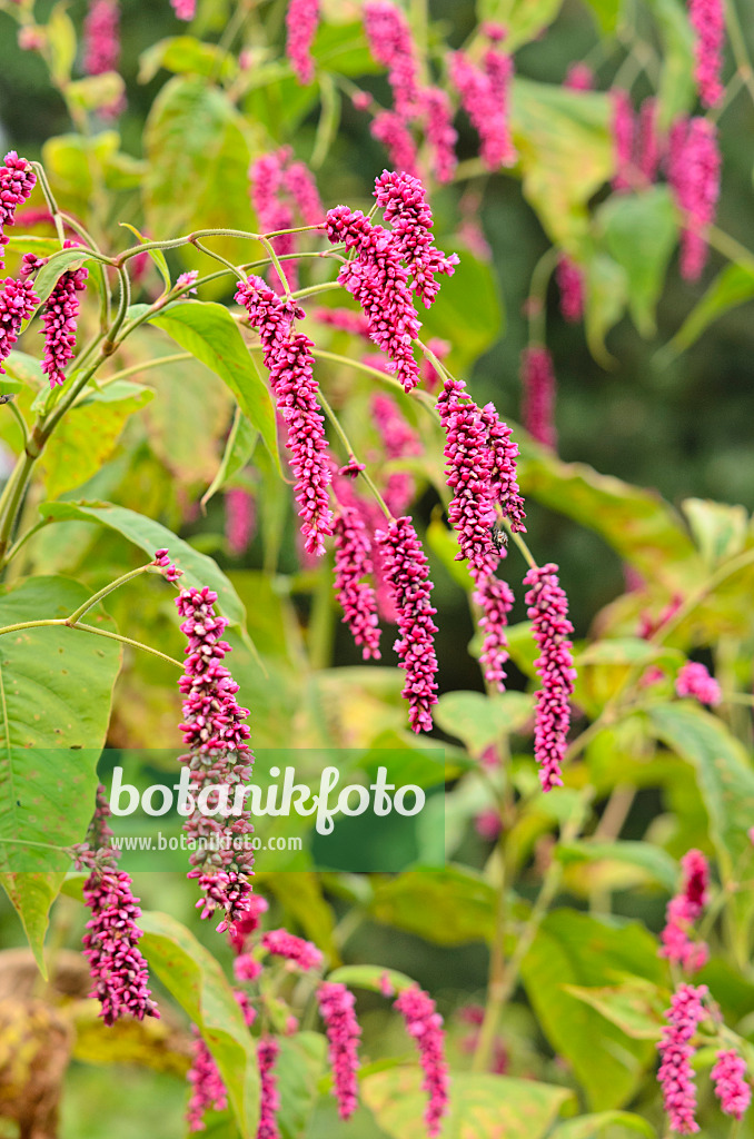 524169 - Oriental knotweed (Persicaria orientalis syn. Polygonum orientale)