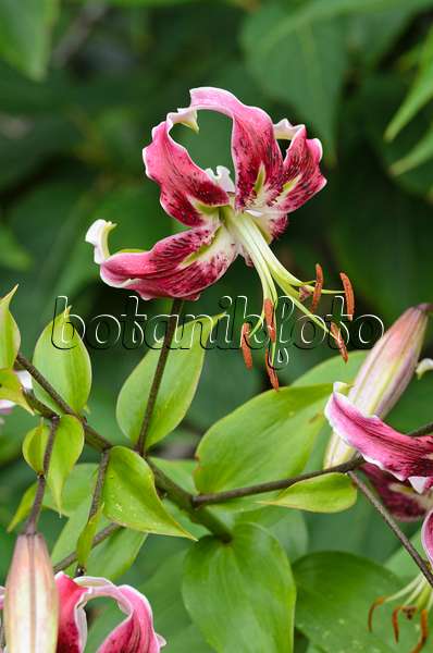 498334 - Oriental lily (Lilium Black Beauty)