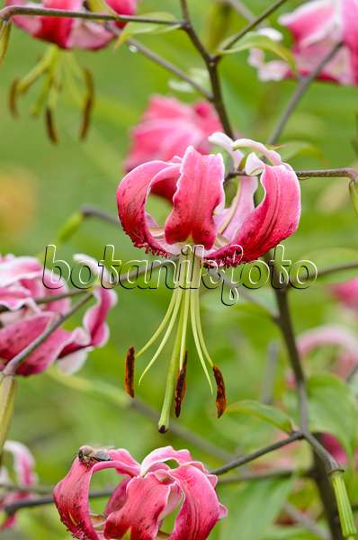 534477 - Oriental lily (Lilium Black Beauty)