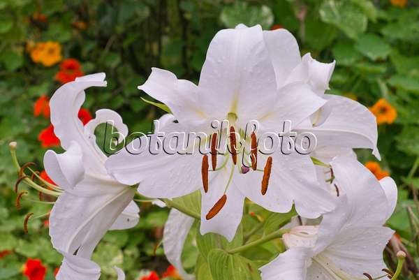 573053 - Oriental lily (Lilium Casa Blanca)