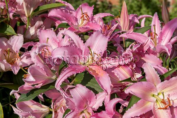 616417 - Oriental lily (Lilium Chelsea)