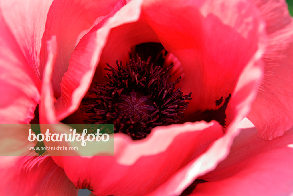 452116 - Oriental poppy (Papaver orientale)