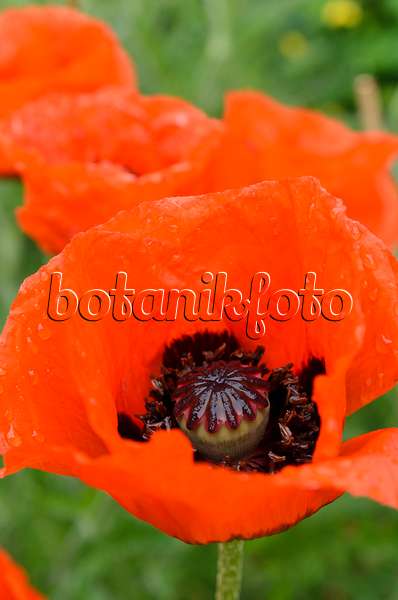 508559 - Oriental poppy (Papaver orientale)