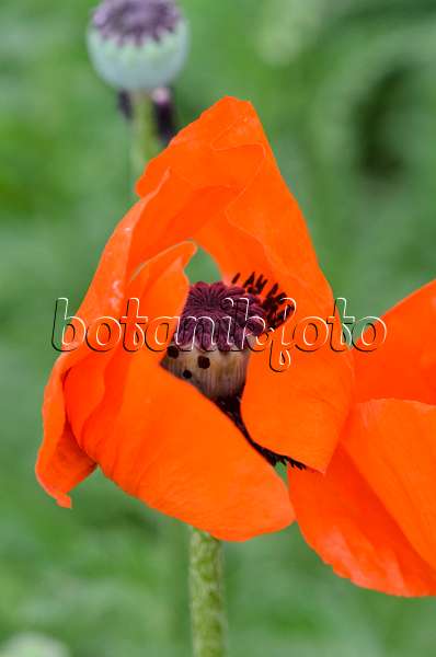 545018 - Oriental poppy (Papaver orientale 'Brilliant')