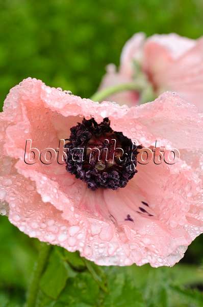 497002 - Oriental poppy (Papaver orientale 'Juliane')