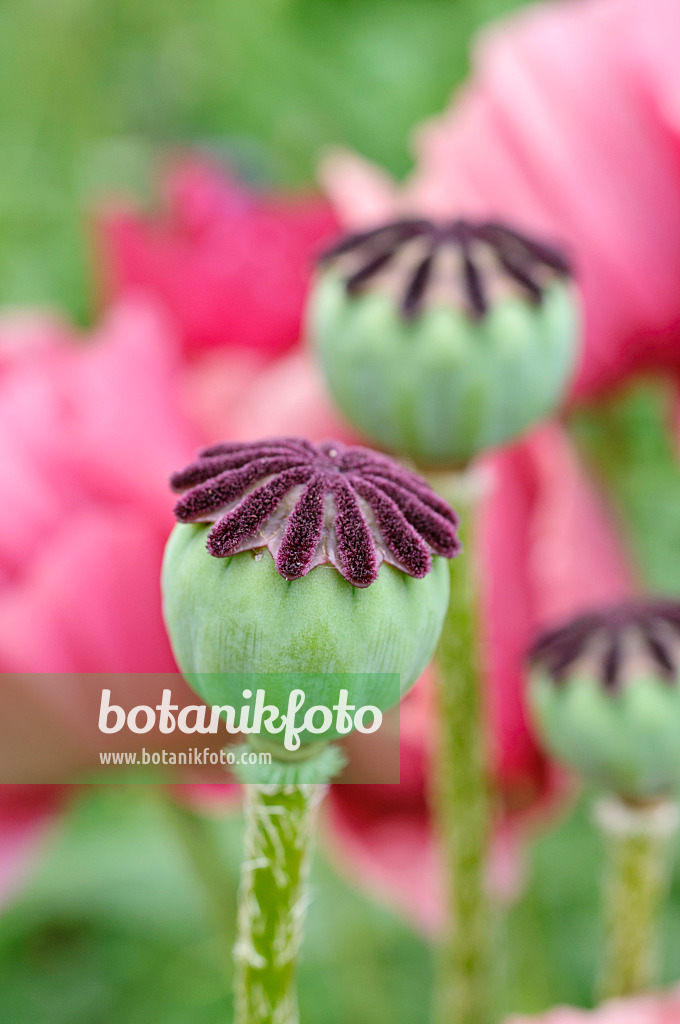 473126 - Oriental poppy (Papaver orientale 'Marlene')