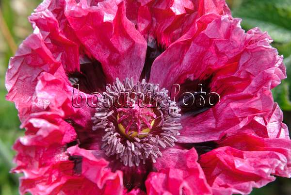 518018 - Oriental poppy (Papaver orientale 'Patty's Plum')