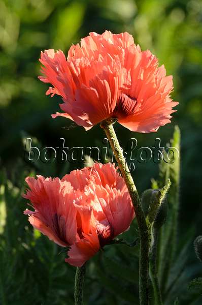 496281 - Oriental poppy (Papaver orientale 'Pink Ruffles')
