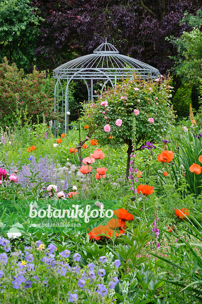 473072 - Oriental poppy (Papaver orientale), roses (Rosa) and peonies (Paeonia) with garden pavilion